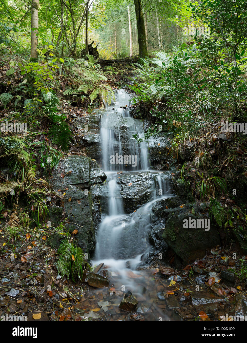 Una piccola cascata in Hannicombe boschi vicino Ponte Fingle,Parco Nazionale di Dartmoor,Devon, Regno Unito Foto Stock