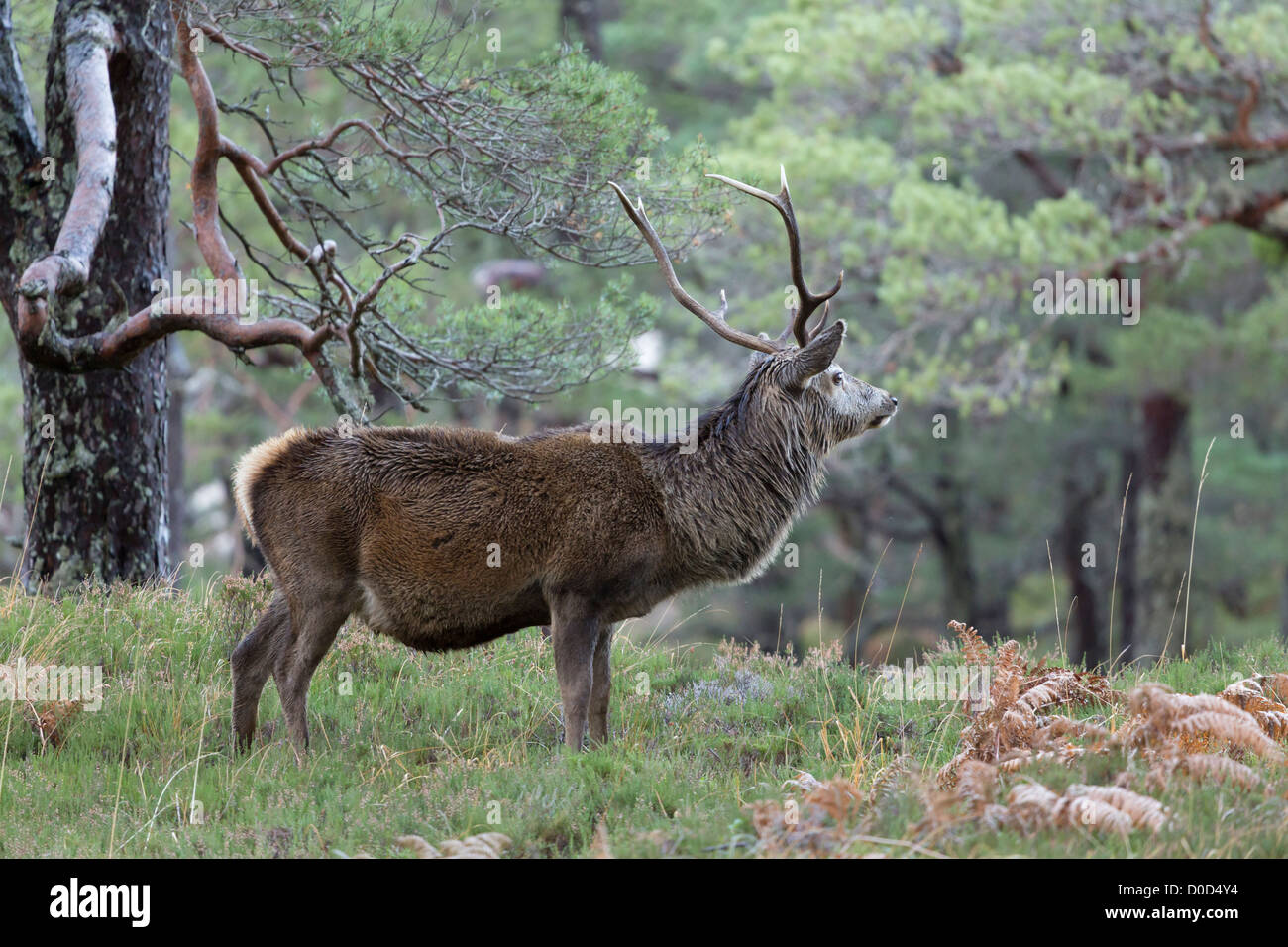 Red Deer cervo (Cervus elaphus) nel selvaggio Highlands Scozzesi. Nella foto di Glen Cannich, Inverness-shire, Scozia Foto Stock