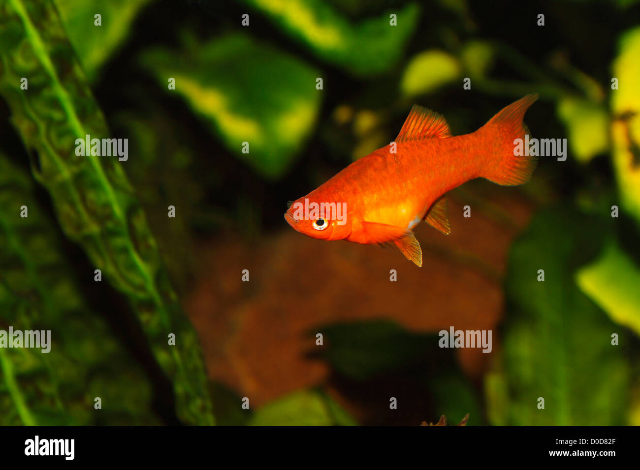 Swordtail (Xiphophorus hellerii) - femmina in un serbatoio di pesci Foto Stock