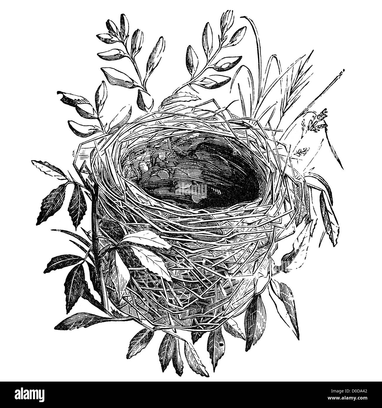 Nido di falasco-trillo bird illustrazione. Originati dal libro antico "l'autonomia di riproduzione naturalista' dal dottor J.E. Taylor, Londra UK 1889. Foto Stock