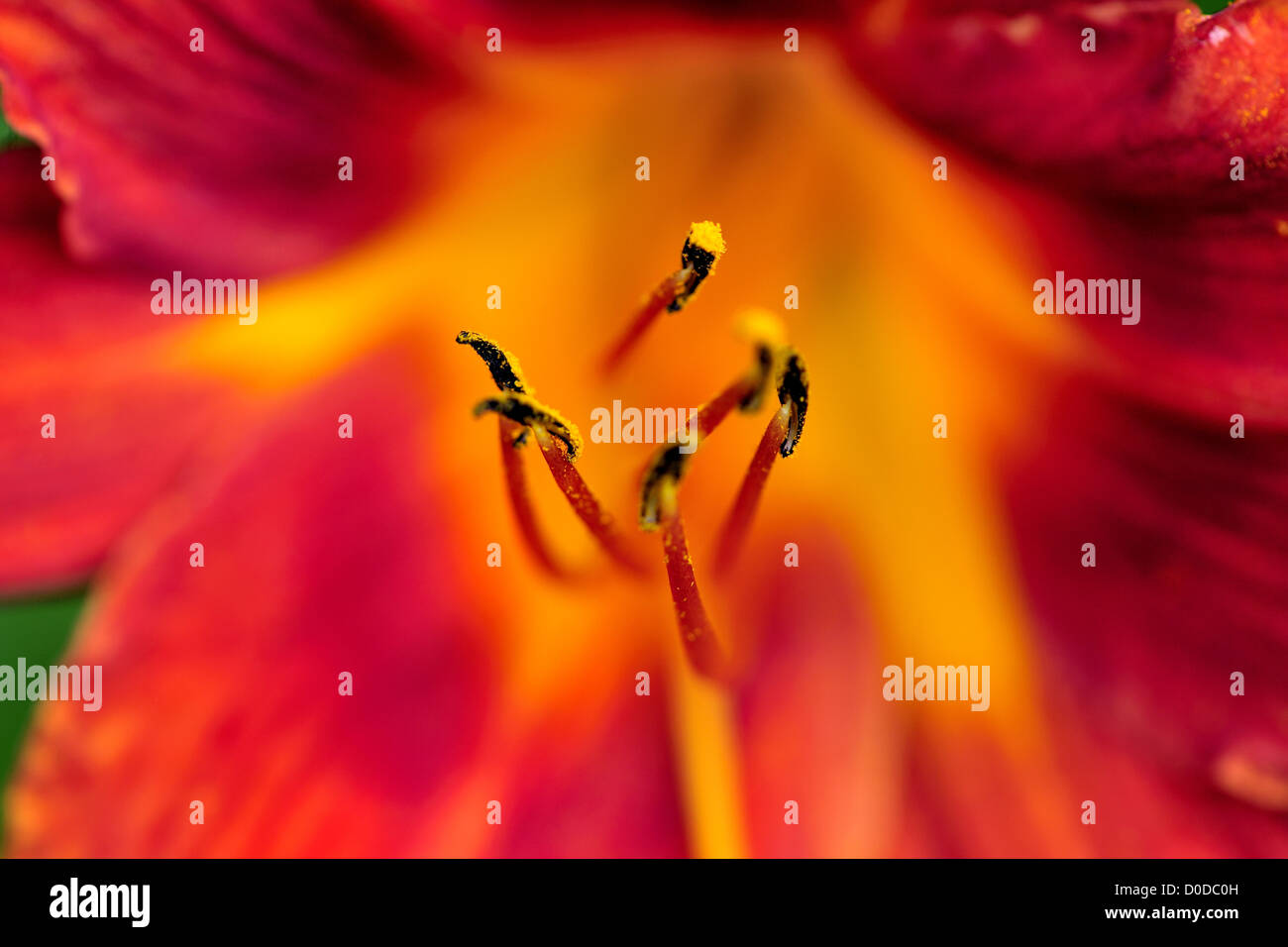 Bellezza, dettaglio, fiore, natur, lilly, stil vita e bello, bellezza, bloom, blossom, botanici, botanica, luminoso closeup, composizioni, Anatomie Fleur, Foto Stock