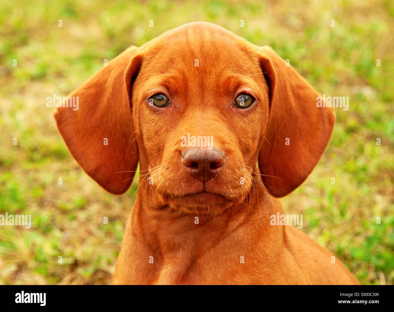 Otto settimane vecchio cucciolo vizsla ungherese ritratto Foto Stock