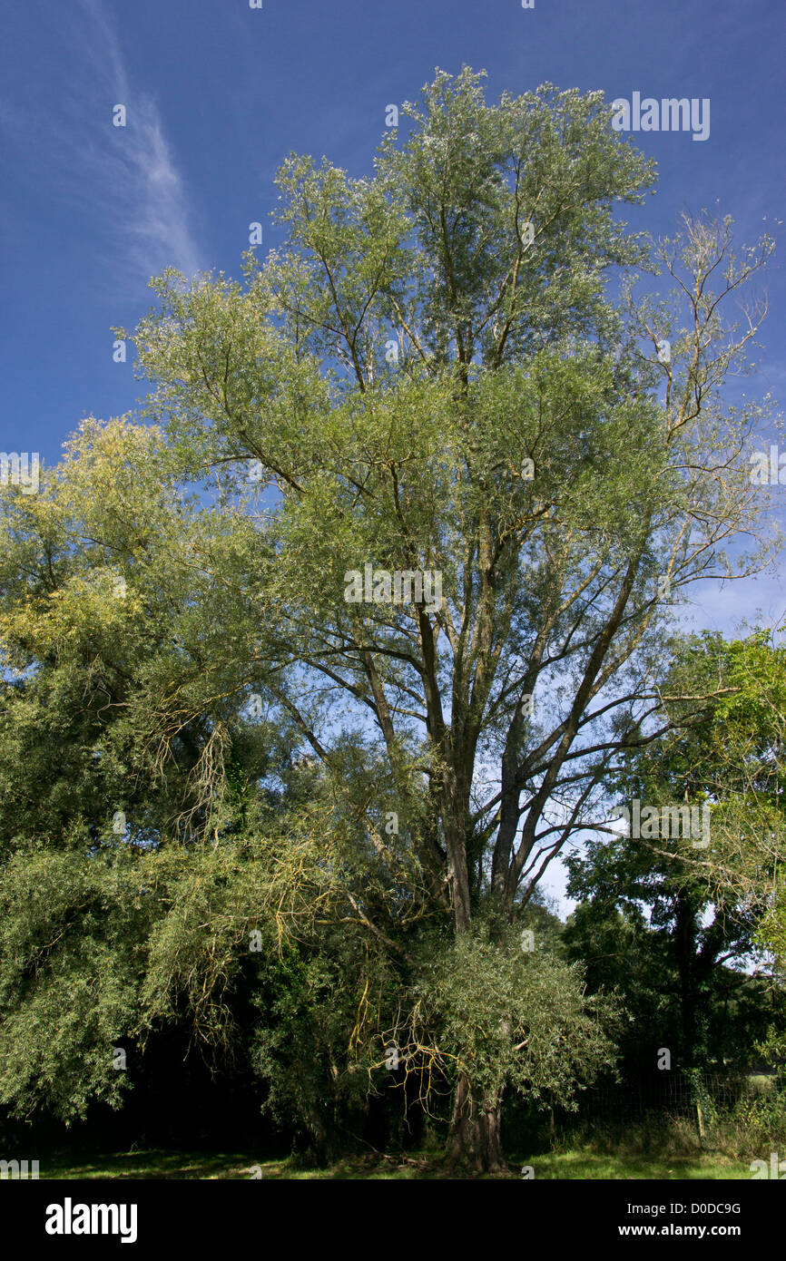 Il salice bianco (Salix alba) tree in estate Foto Stock