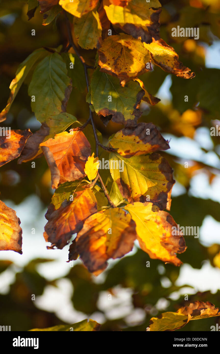 Foglie d'oro di autunno Foto Stock