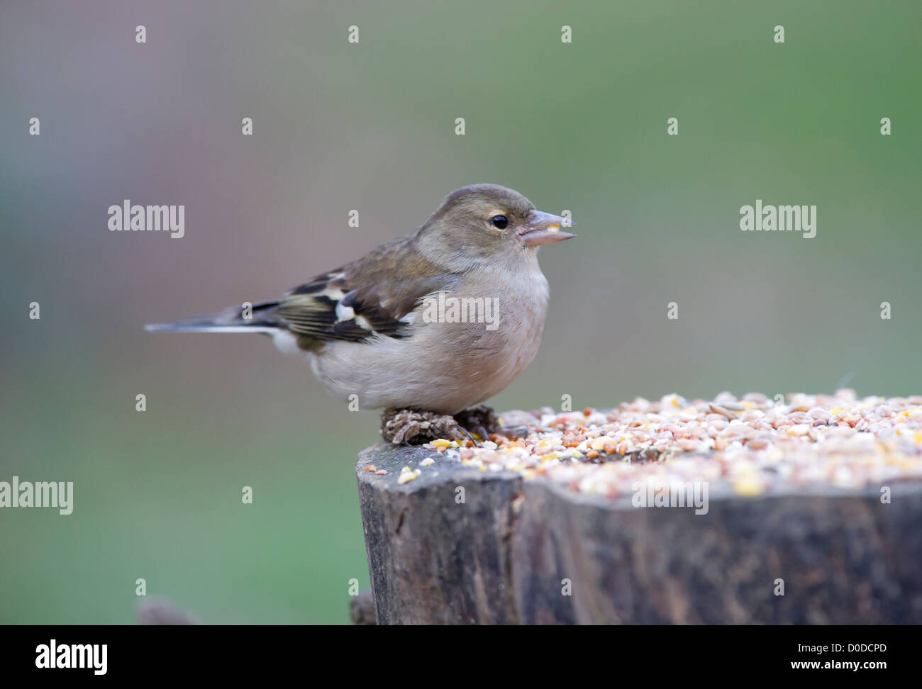 Comune (fringuello Fringilla coelebs) Foto Stock