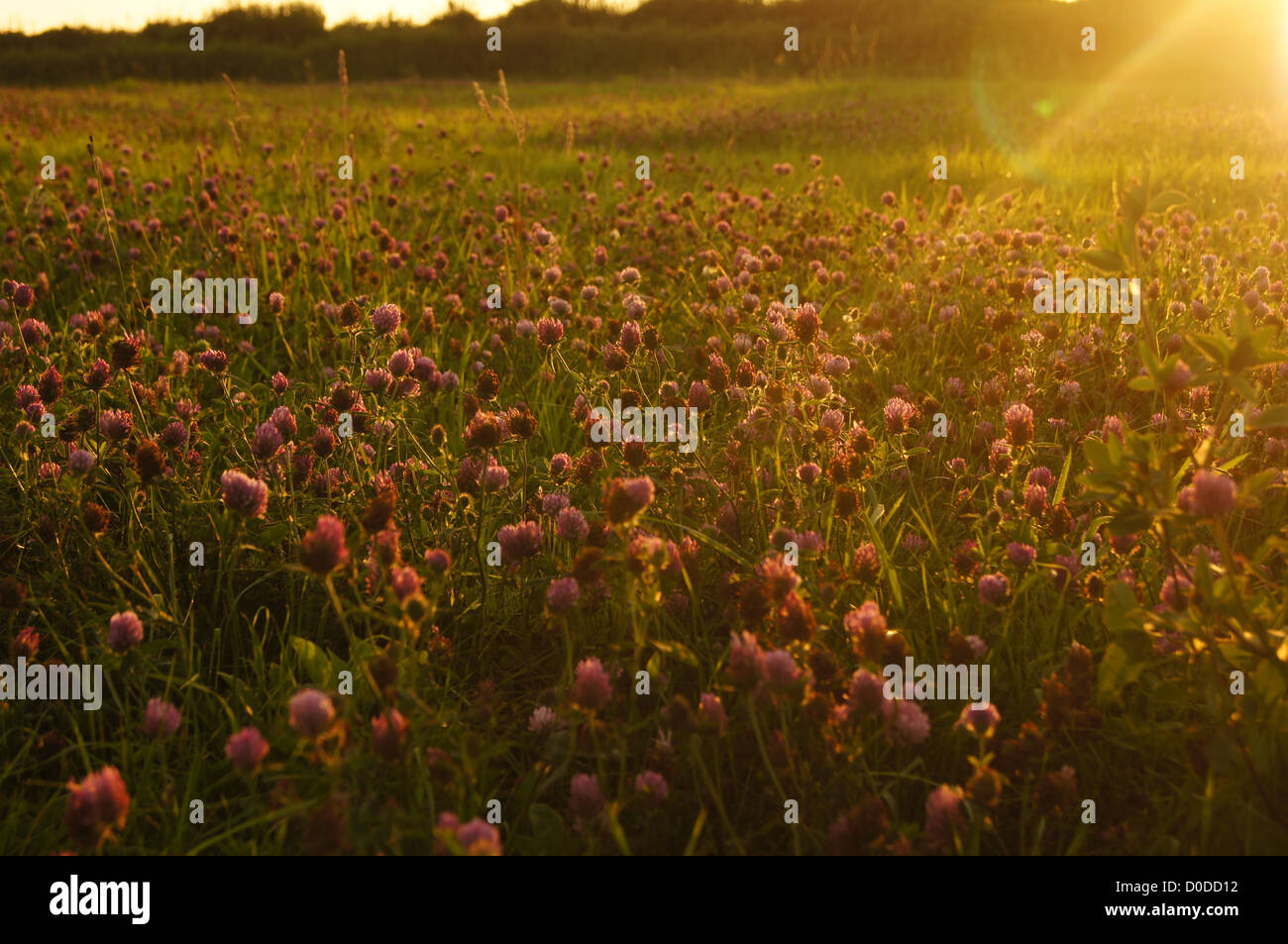 Campo di trifoglio al tramonto Foto Stock