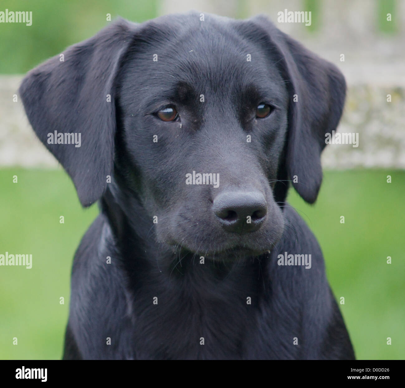 Il Labrador nero cucciolo close up colpo alla testa Foto Stock