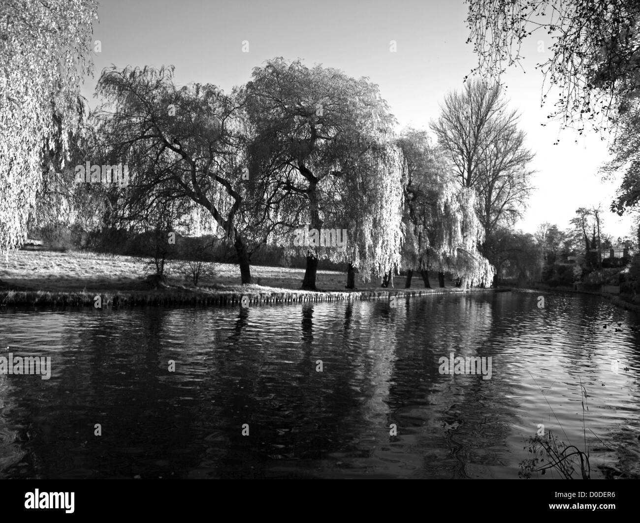 Gli alberi di salice lungo il fiume Wey, un affluente del fiume Tamigi, Guildford, Surrey, England, Regno Unito Foto Stock