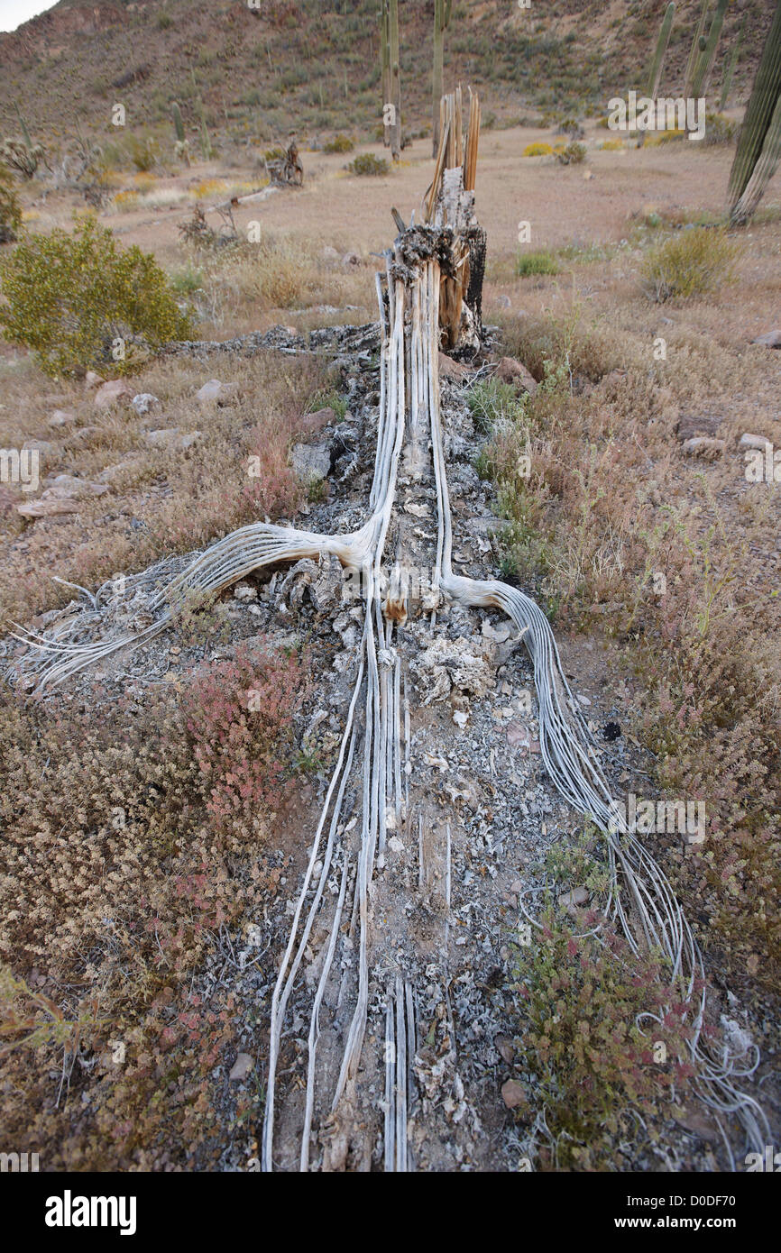 Resti di un caduto cactus Saguaro sulla Barry Goldwater M. Air Force Range, Arizona meridionale. Foto Stock