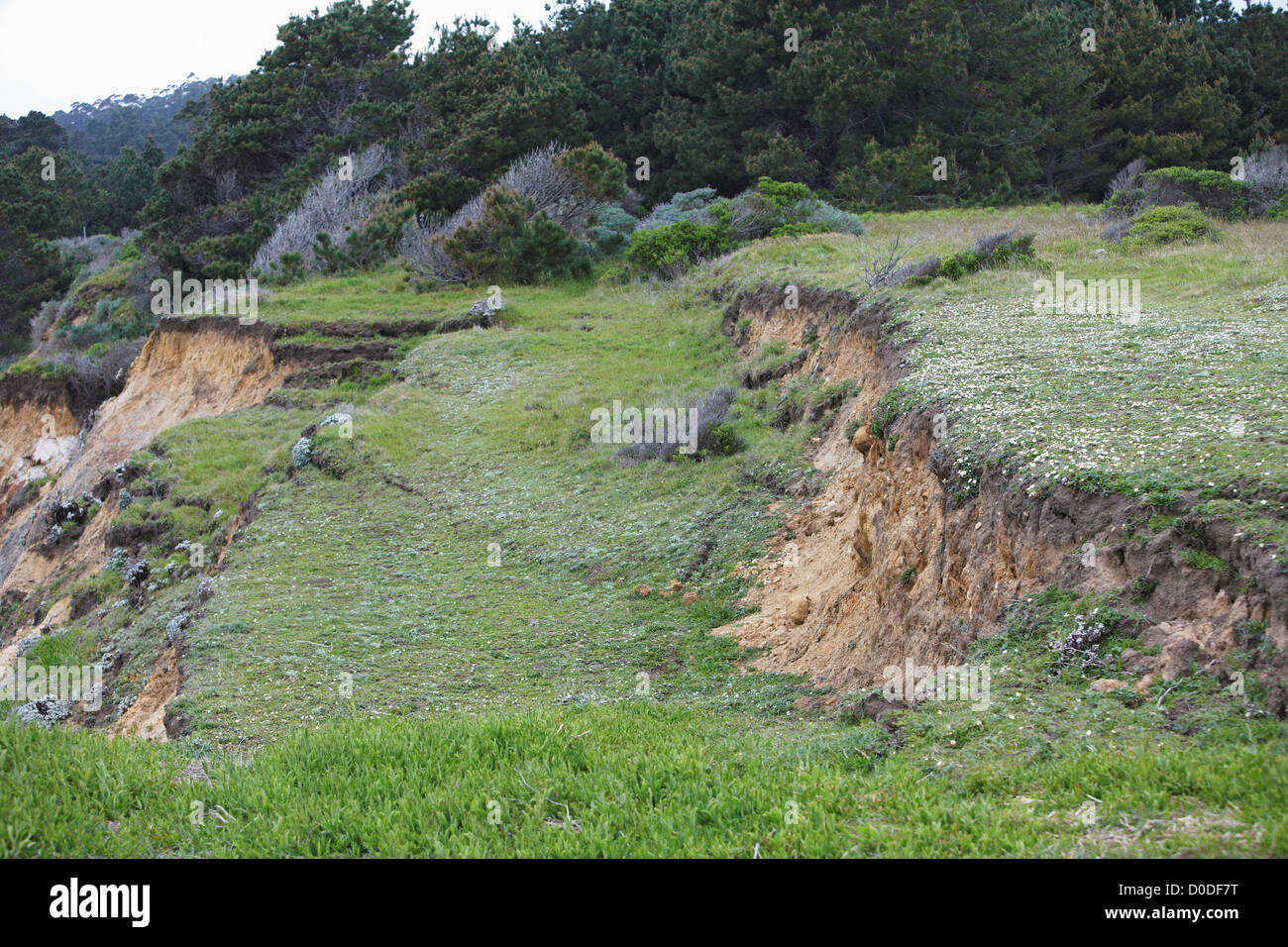 Un blocco terra slumping verso l'Oceano Pacifico vicino a palla da bowling Beach Mendocino County in California. Consistenze fenomeno geologico Foto Stock