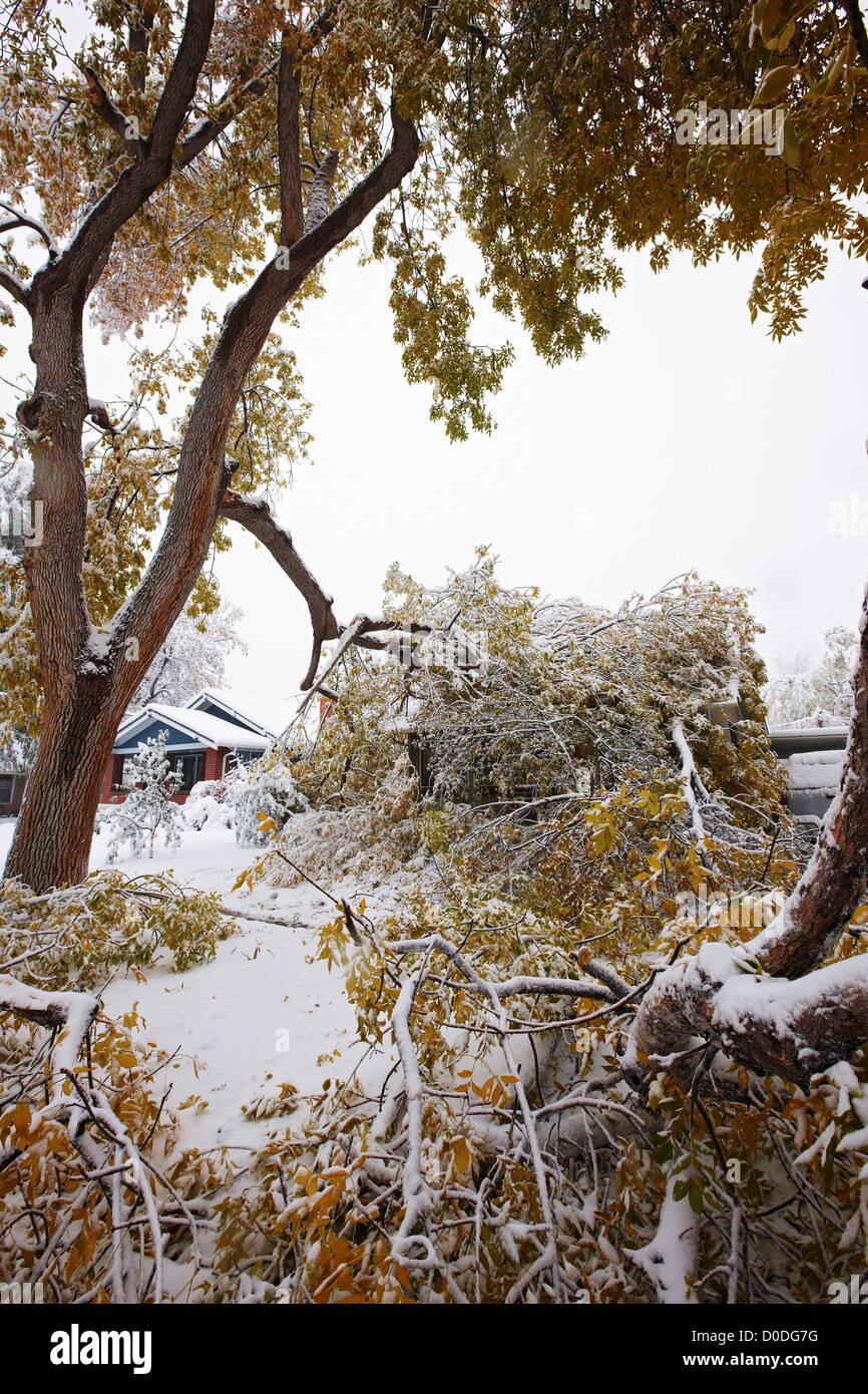 Filiale di grandi dimensioni di un albero in un ambiente urbano posa su una casa dopo che è caduto a causa del peso della neve. Foto Stock