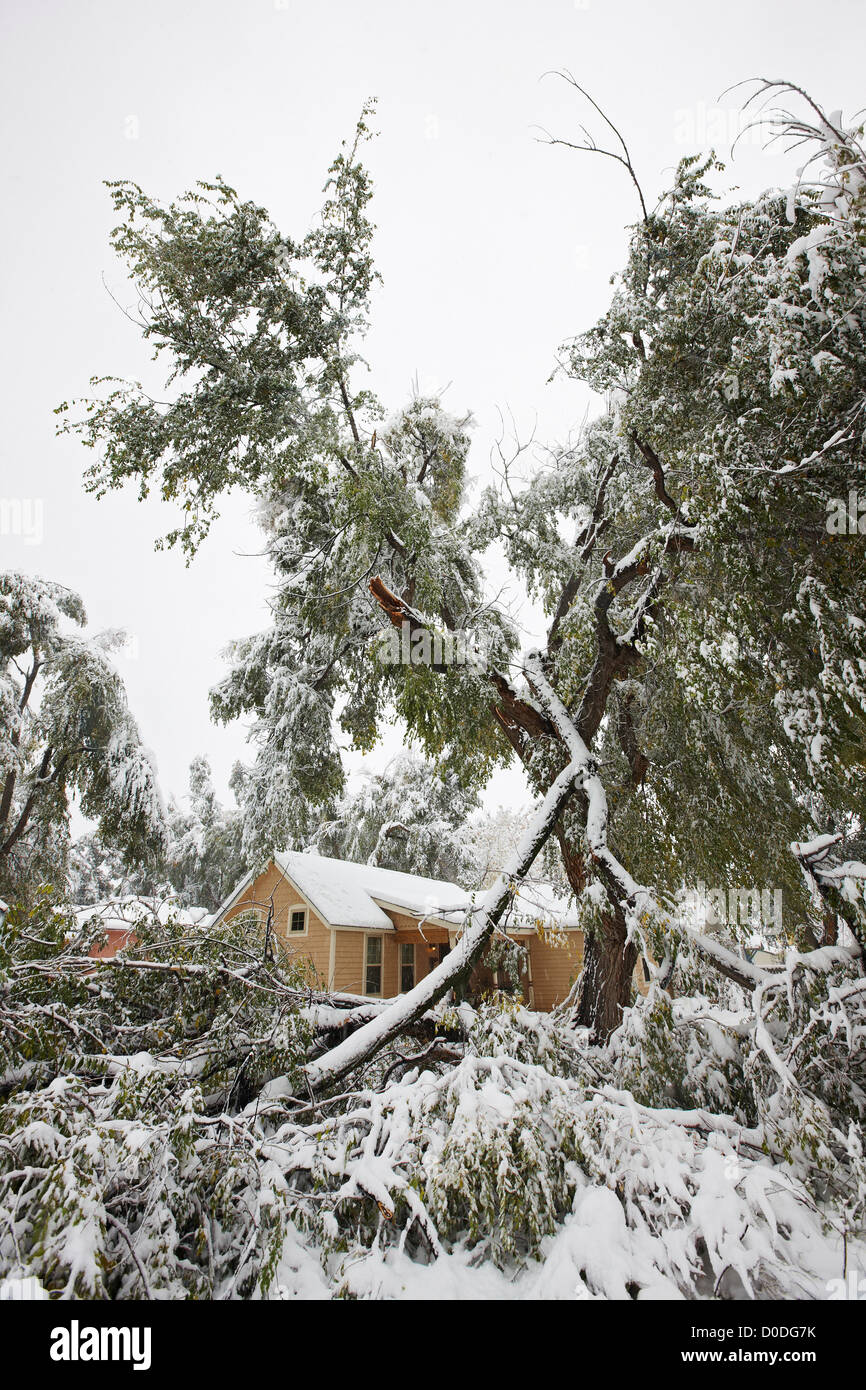 Filiale di grandi dimensioni di un albero in un ambiente urbano posa su una casa dopo che è caduto a causa del peso della neve. Foto Stock