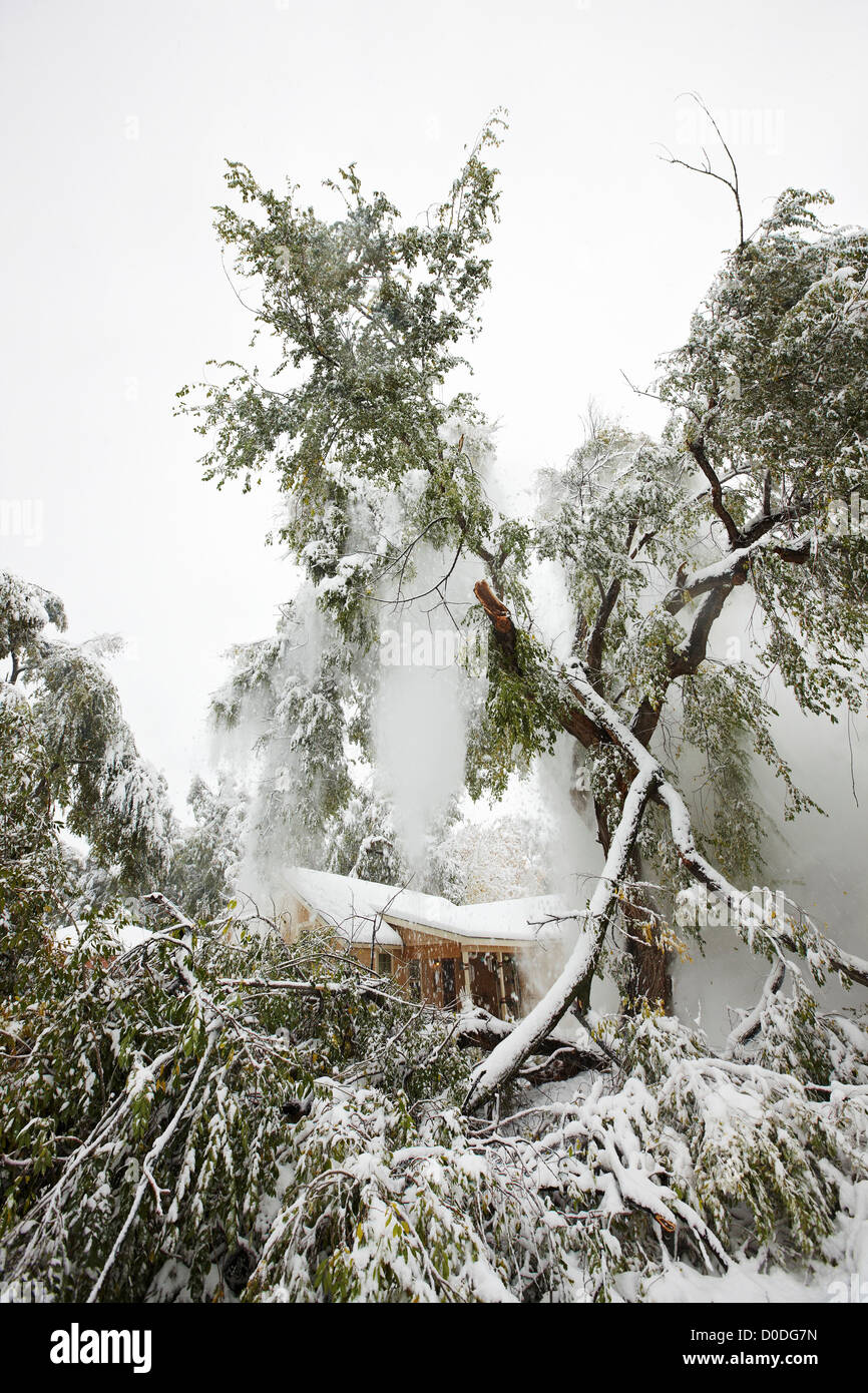 Filiale di grandi dimensioni di un albero in un ambiente urbano posa su una casa dopo che è caduto a causa del peso di adesso. Foto Stock