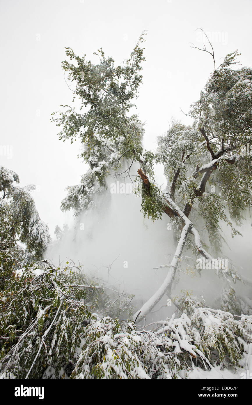 Filiale di grandi dimensioni di un albero in un ambiente urbano posa su una casa dopo che è caduto a causa del peso della neve. Foto Stock