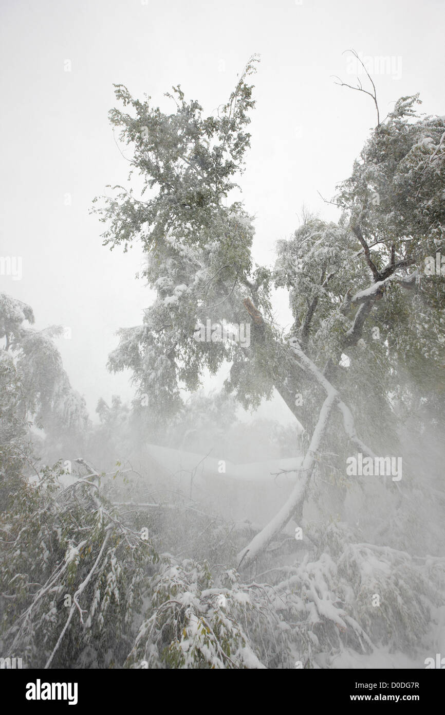 Filiale di grandi dimensioni di un albero in un ambiente urbano posa su una casa dopo che è caduto a causa del peso della neve. Foto Stock