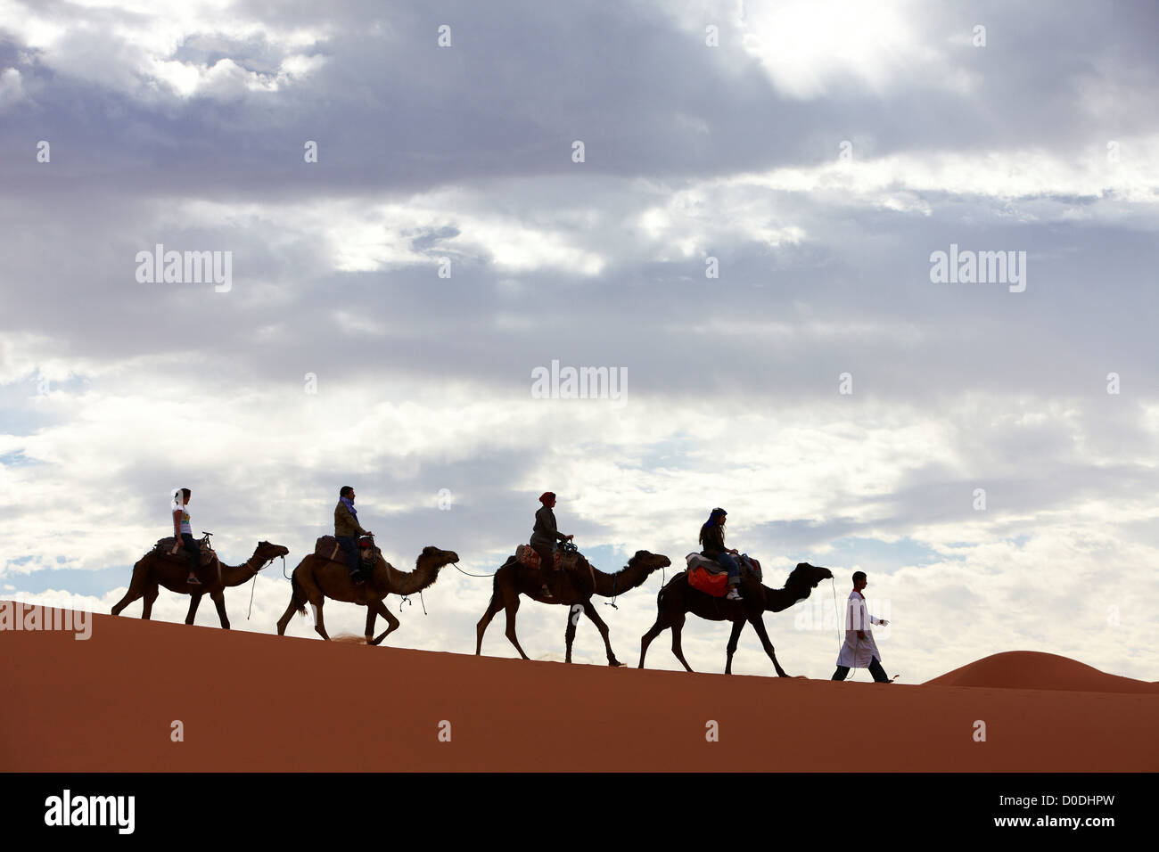 Il nomade beduino portando i cammelli carichi di turisti in profondità nell'interno del Sahara in Marocco, silhouette parziale Foto Stock