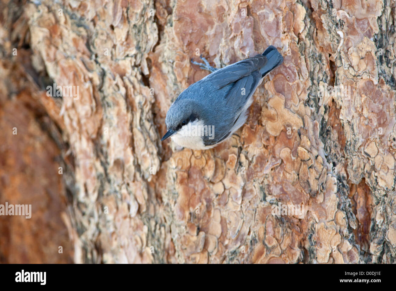Pygmy Nuthatch uccello songbird songbirds Ornitologia Scienza natura natura natura ambiente nuthatches Foto Stock