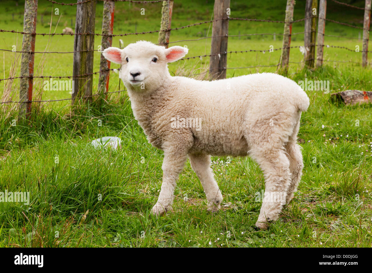 Nuova Zelanda agnello in un recinto o sul campo, guardando la fotocamera. Foto Stock