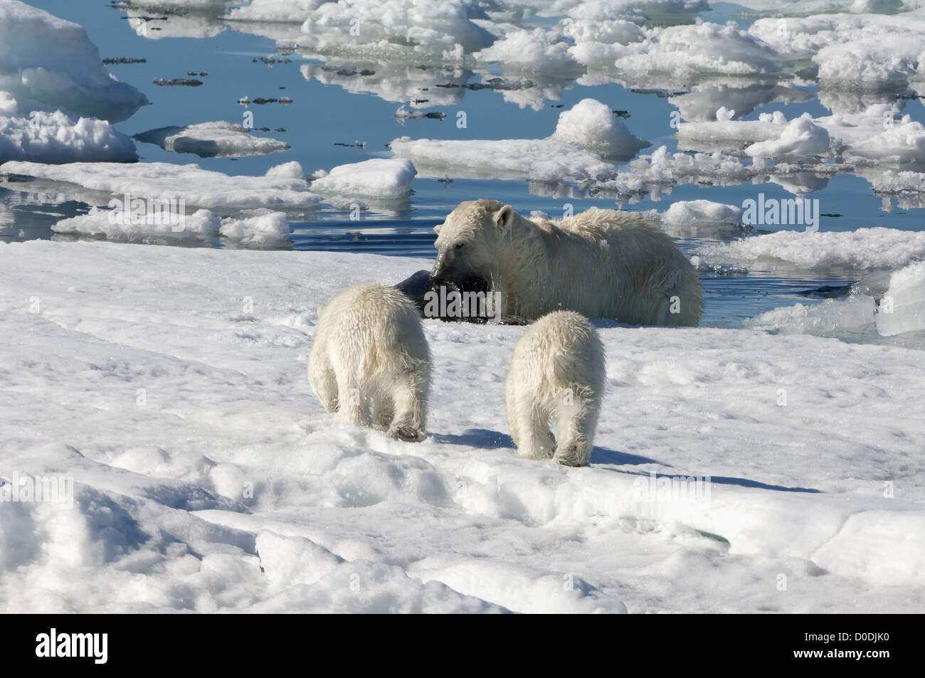 Femmina orso polare (Ursus maritimus) la caccia di inanellare una guarnizione, arcipelago delle Svalbard, il Mare di Barents, Norvegia Foto Stock