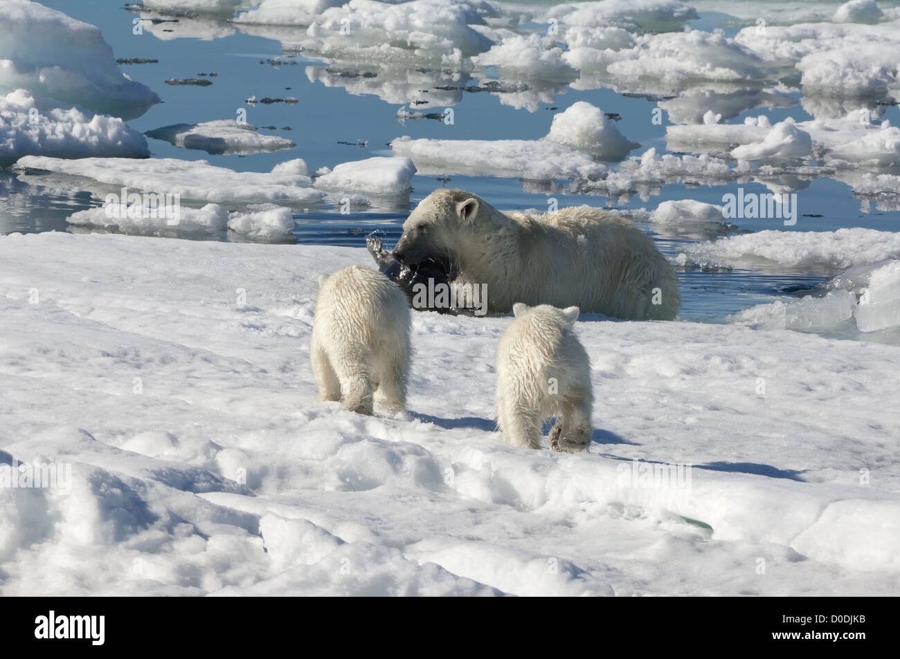 Femmina orso polare (Ursus maritimus) la caccia di inanellare una guarnizione, arcipelago delle Svalbard, il Mare di Barents, Norvegia Foto Stock