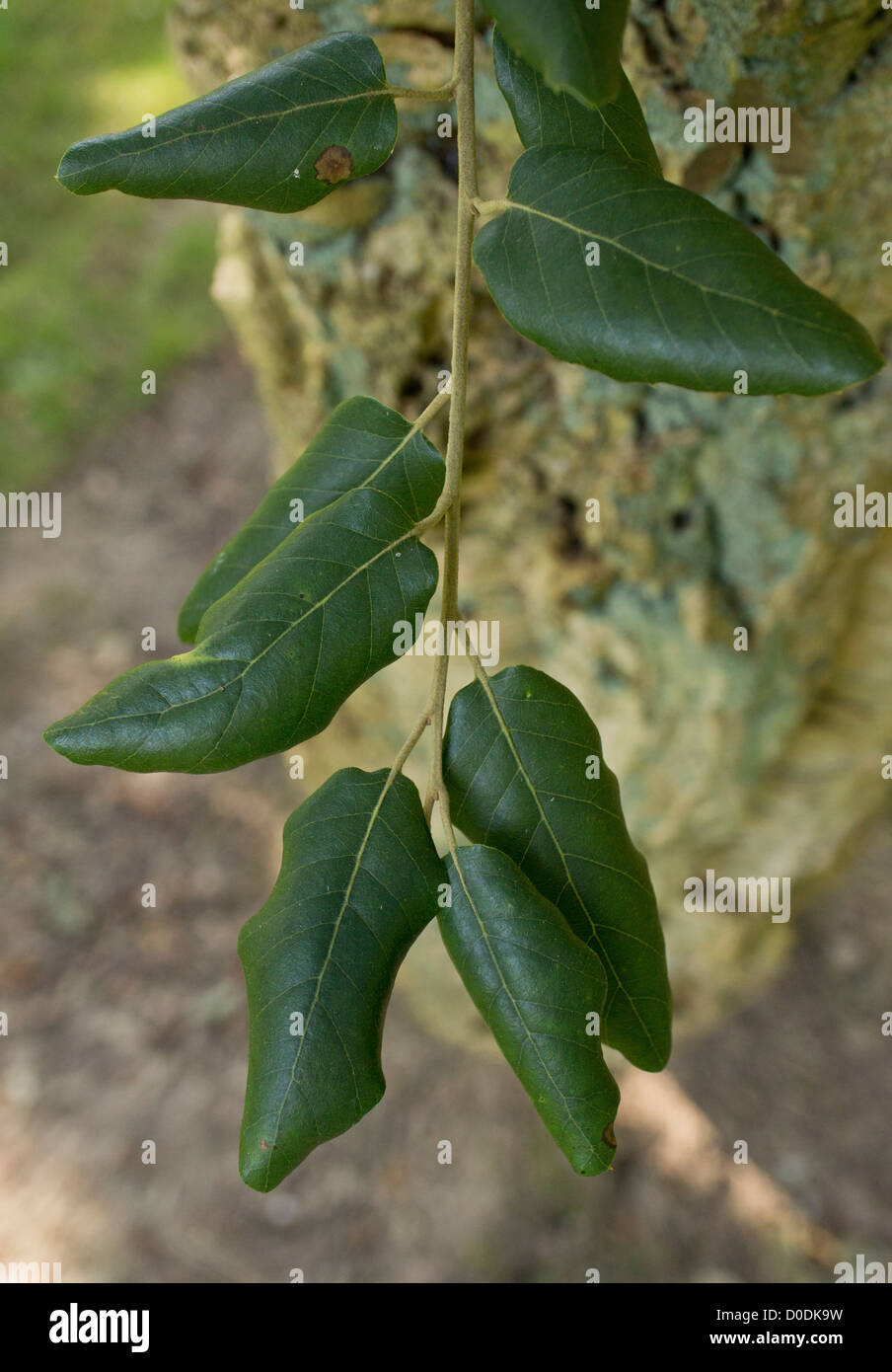 Quercia da sughero (Quercus suber) foglie, close-up Foto stock - Alamy
