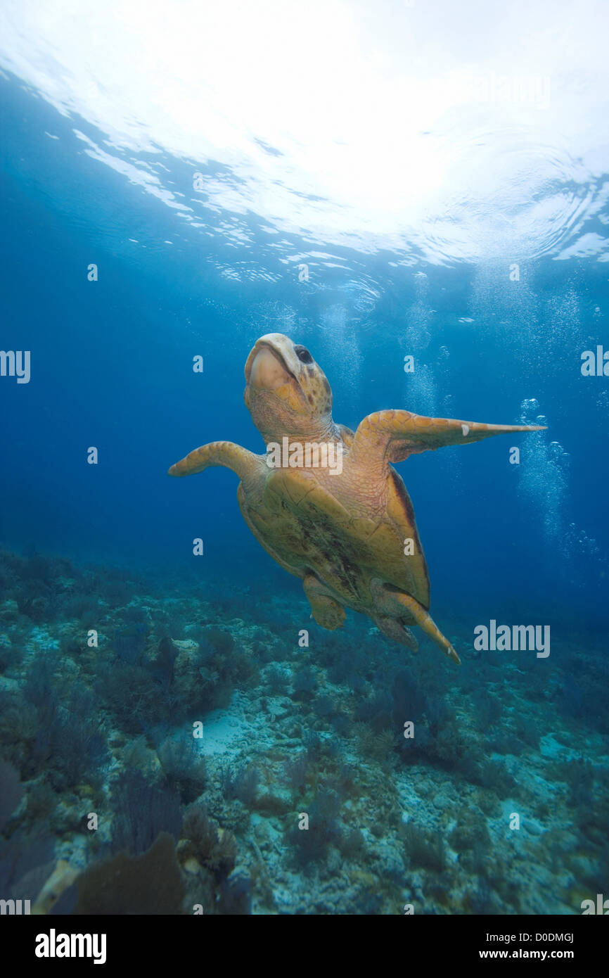 Una tartaruga caretta en route alla superficie Foto Stock
