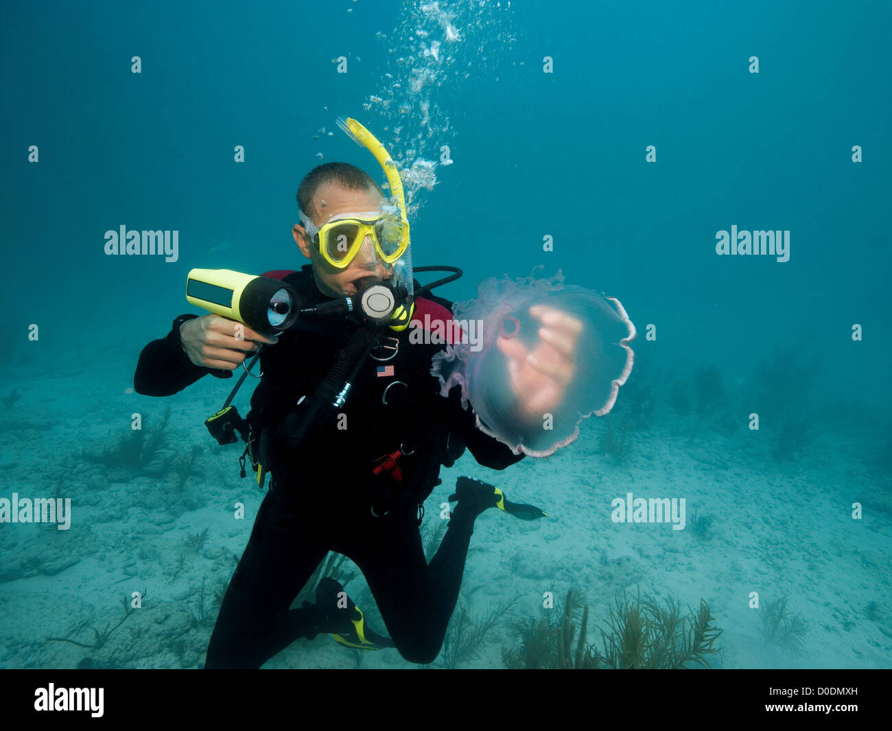Subacqueo con la medusa Foto Stock