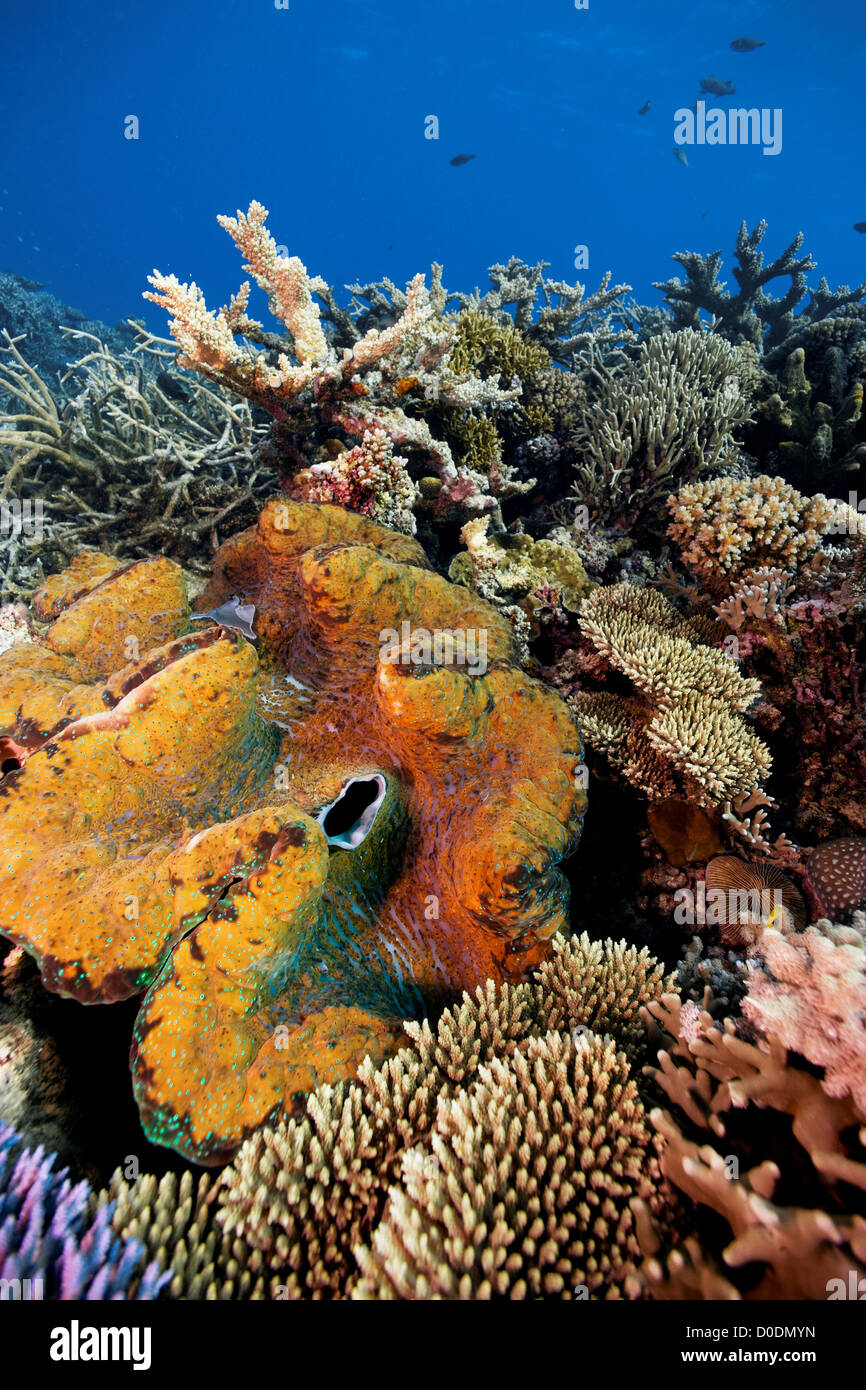 Vongola gigante sulla barriera corallina Foto Stock