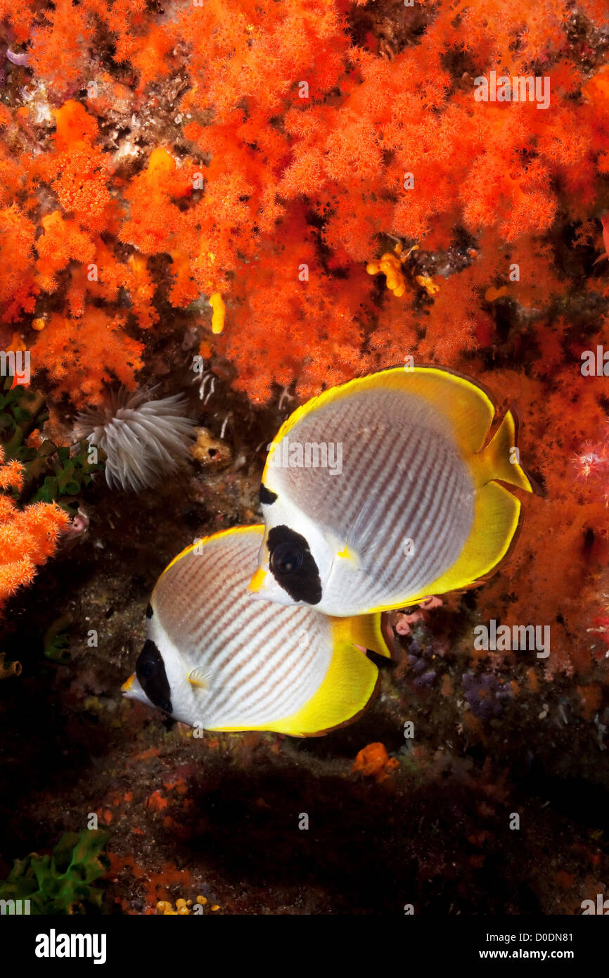 Coppia di Panda Butterflyfish Foto Stock