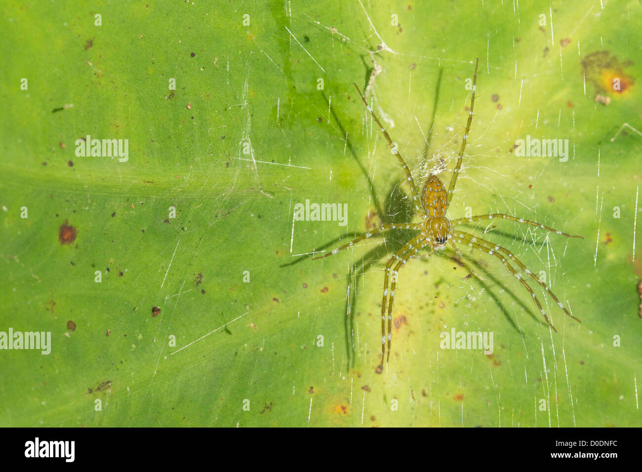 Un vivaio di Web Spider, Pisauridae sp. Foto Stock