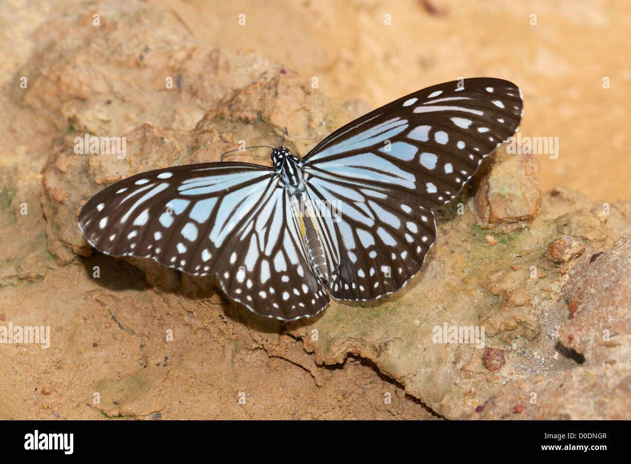 Il Dark Tiger vetroso (Parantica agleoides) è una farfalla che appartiene ai corvi e tigri, che è il gruppo Danaid di th Foto Stock