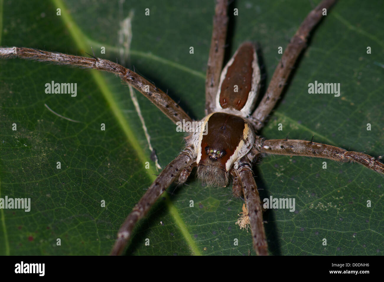 Dolomedes sp, vivaio spider web della famiglia Pisauridae. Foto Stock