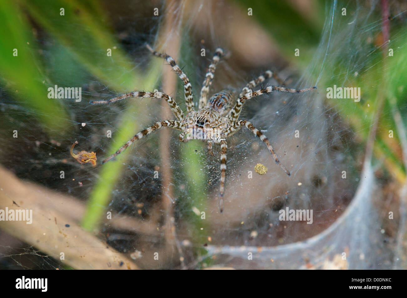Prato Wolf Spider (Hippasa holmerae) alla sua web in Pang Sida Parco Nazionale in Thailandia. Foto Stock