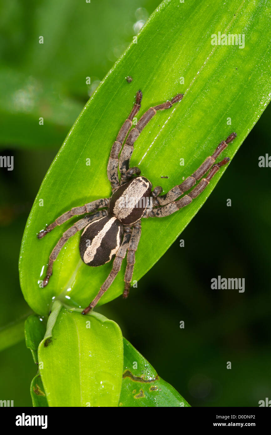 Un lupo Spider, Lycosidae, in Khao Soi Dao Wildlife Sanctuary, Thailandia. Foto Stock