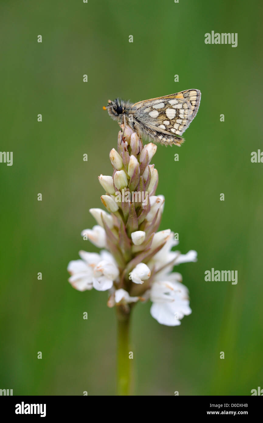 Skipper a scacchi butterfly (Carterocephalus palaemon) Foto Stock