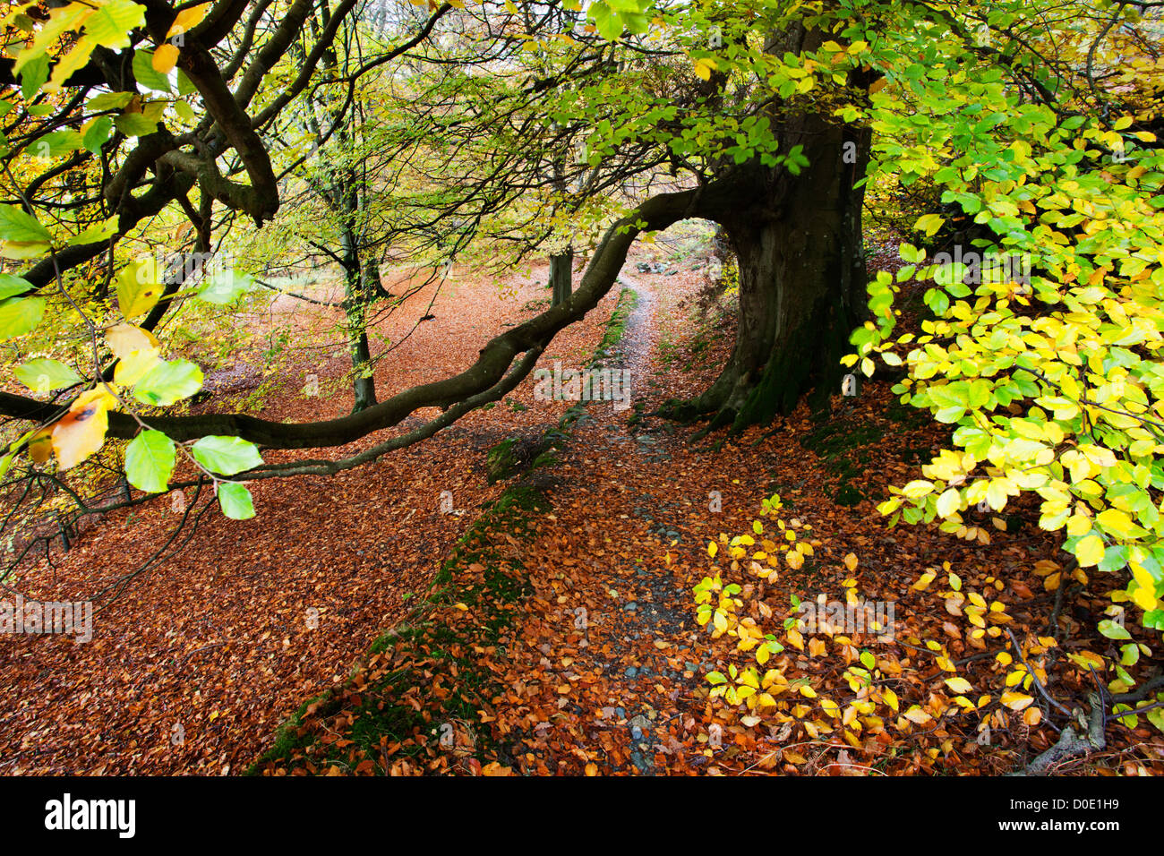 Autunno alberi da Ullswater vicino a Glenridding Lake District Cumbria Inghilterra England Foto Stock