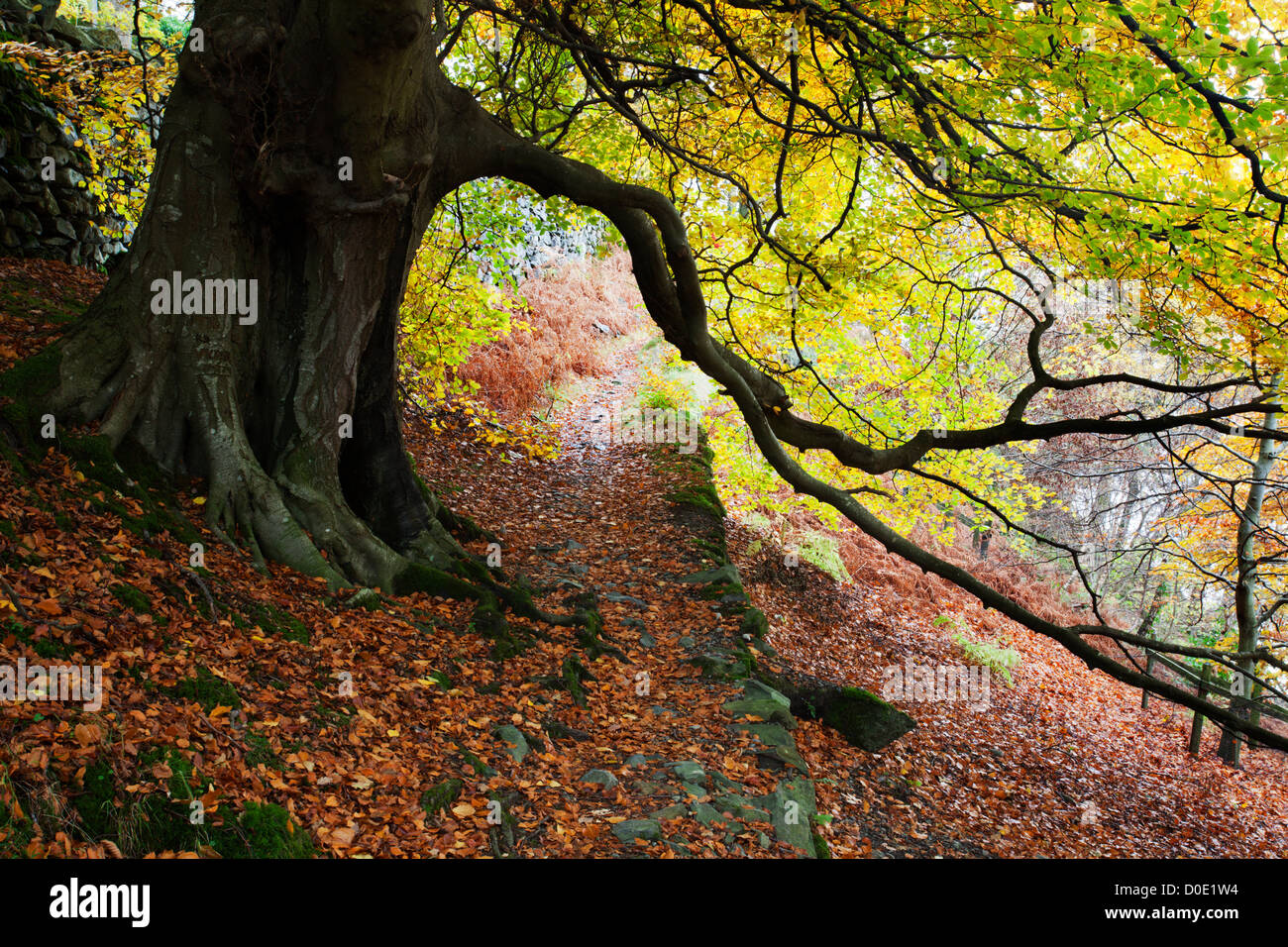 Autunno alberi da Ullswater vicino a Glenridding Lake District Cumbria Inghilterra England Foto Stock