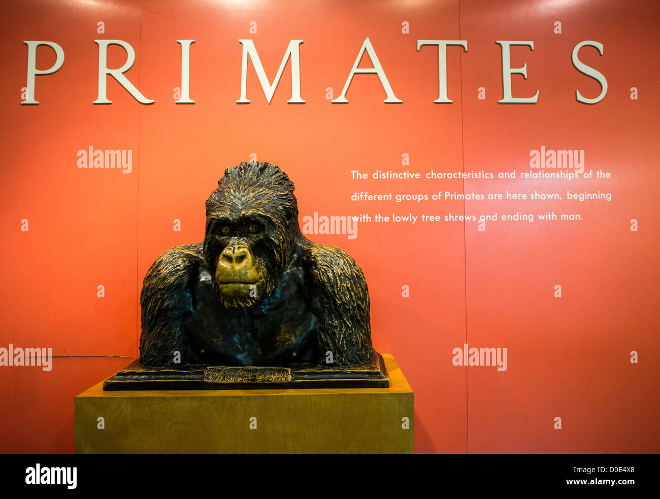 Primati presentano presso il Museo di Storia Naturale di New York Upper West Side, adiacente al parco centrale. Foto Stock