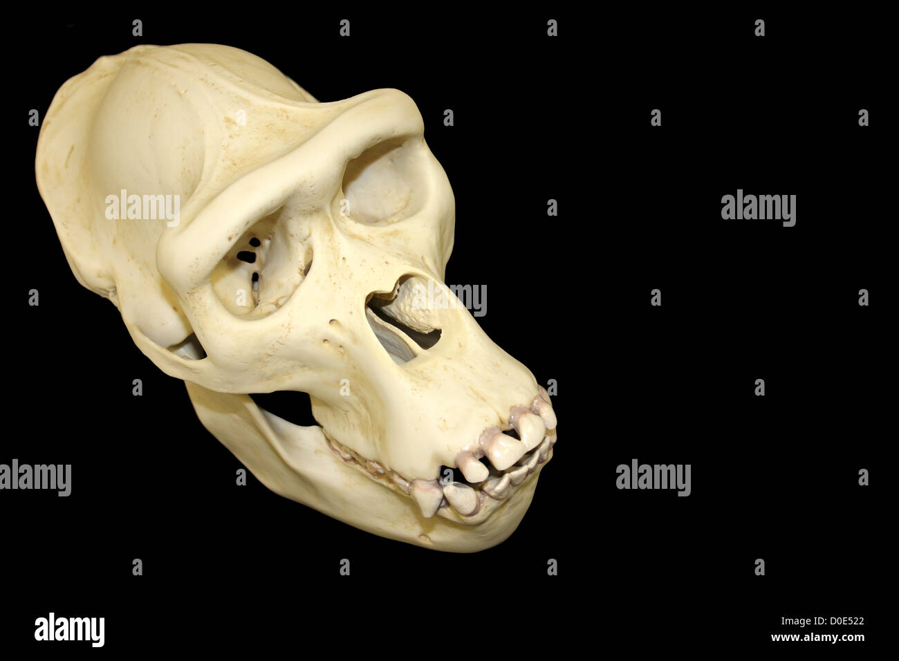 Femmina Cranio di Gorilla Cast Foto Stock