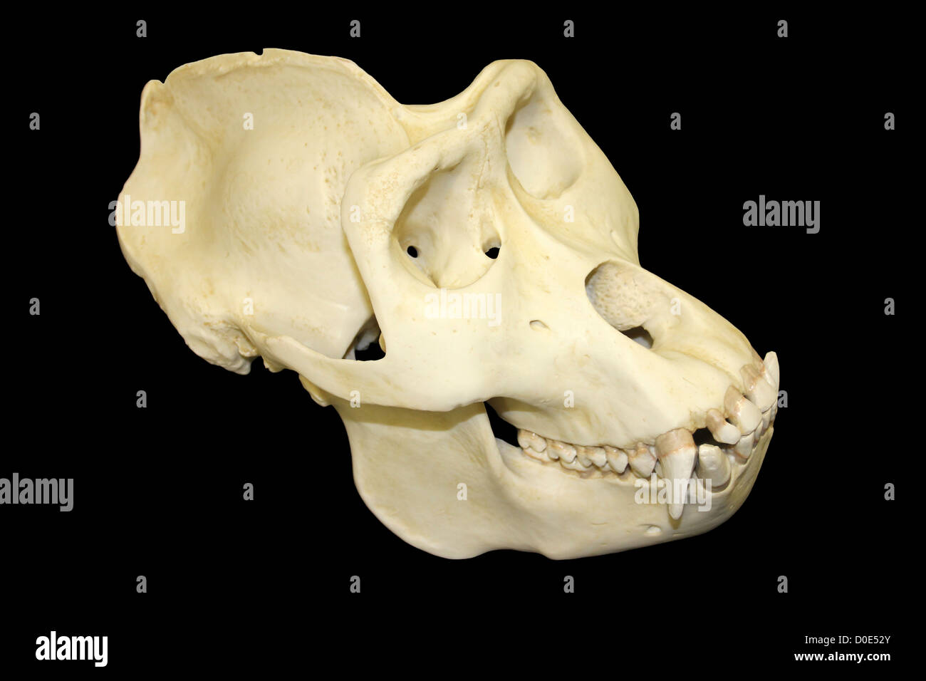 Vista laterale del gorilla maschio cranio Foto Stock