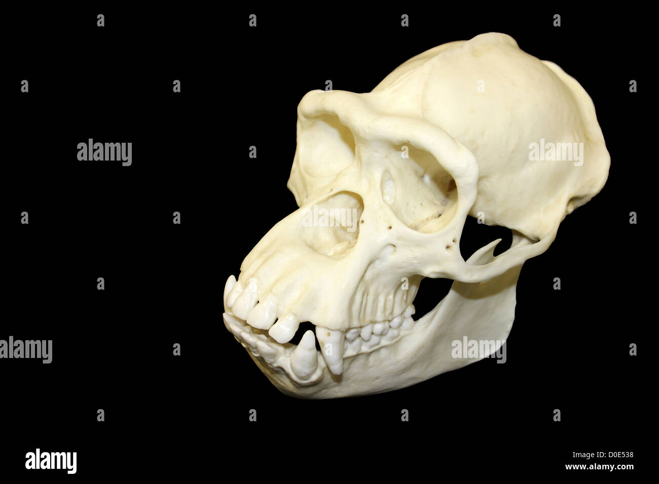 Scimpanzé maschi cranio Cast Pan troglodytes Foto Stock