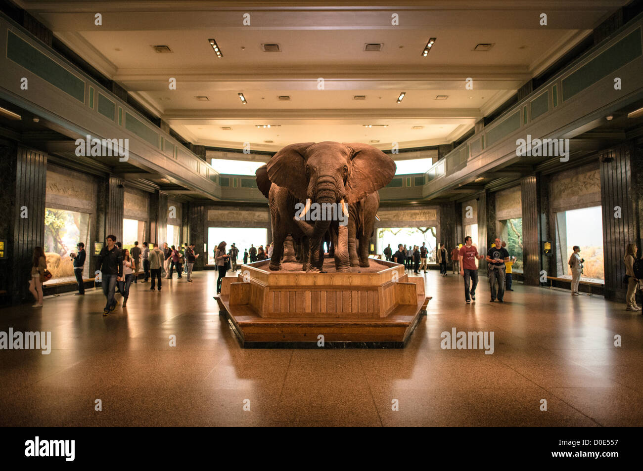 NEW YORK, NY - i grandi mammiferi hall presso il Museo di Storia Naturale di New York Upper West Side, adiacente al parco centrale. Foto Stock