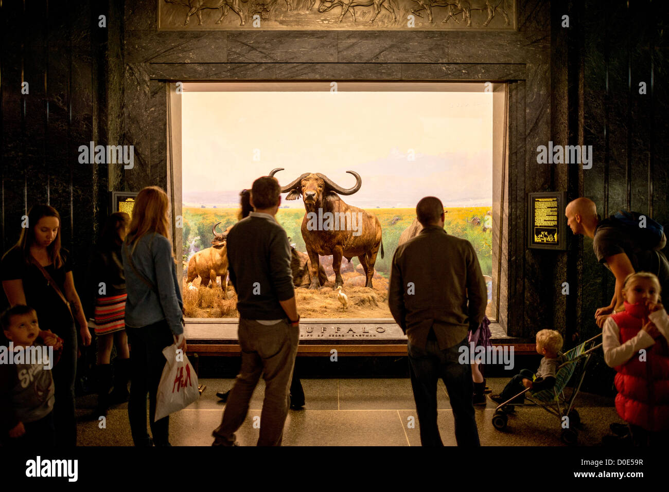 Buffalo presentano in grandi mammiferi hall presso il Museo di Storia Naturale di New York Upper West Side, adiacente al parco centrale. Foto Stock