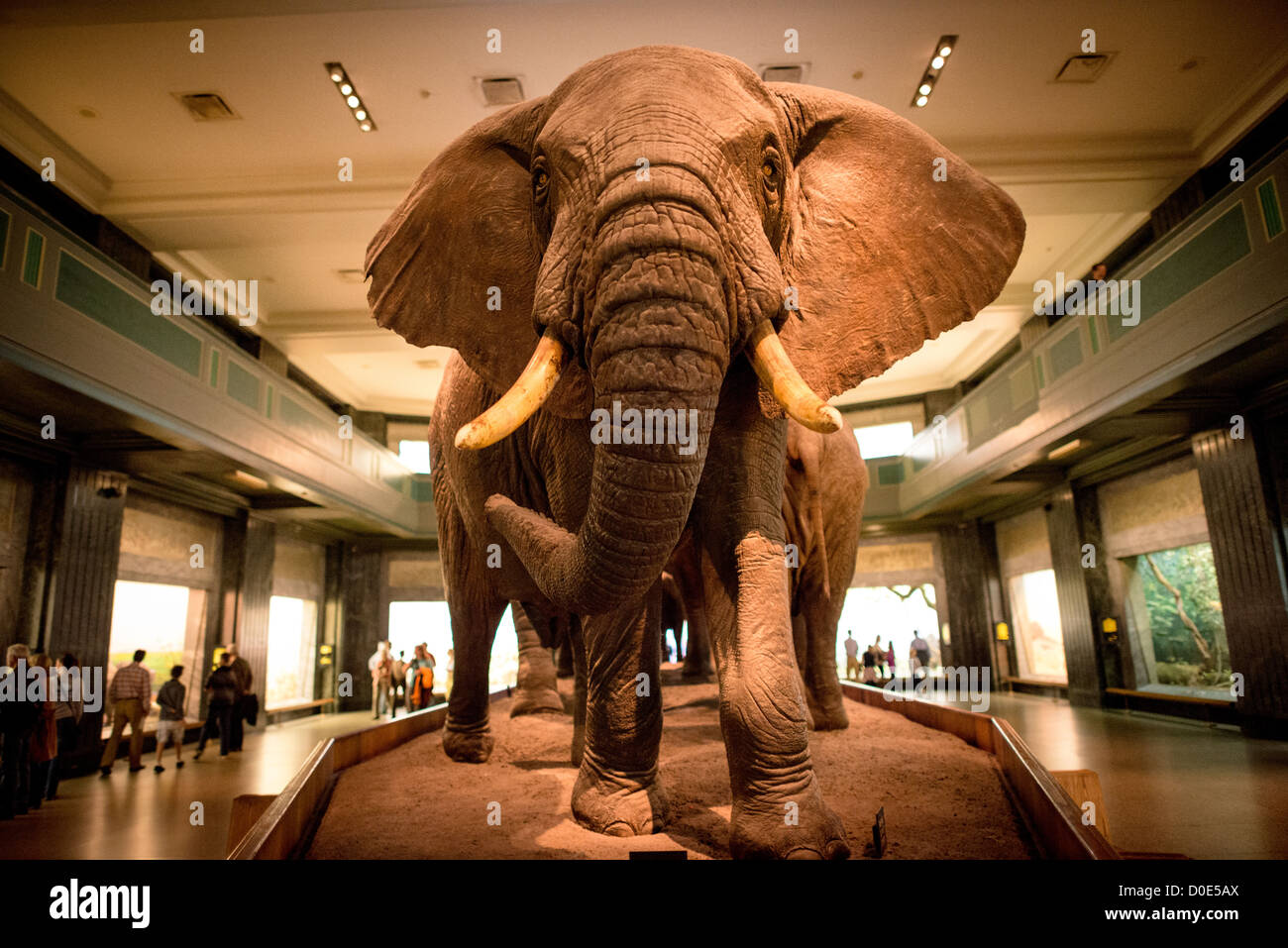 NEW YORK, NY - elefanti sul display in grandi mammiferi hall presso il Museo di Storia Naturale di New York Upper West Side, adiacente al parco centrale. Foto Stock