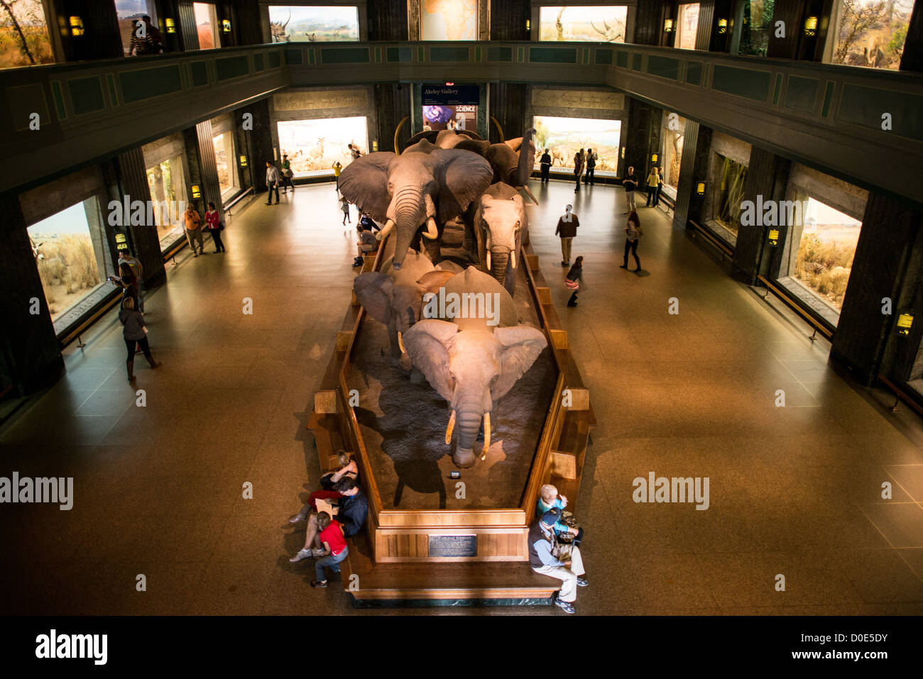 NEW YORK, NY - vista in elevazione dei grandi mammiferi hall presso il Museo di Storia Naturale di New York Upper West Side, adiacente al parco centrale. Foto Stock