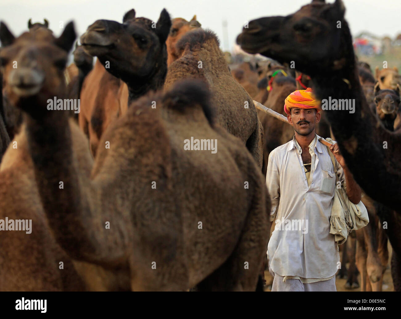 Un proprietario o herder passeggiate con i suoi cammelli a Pushkar Camel Fair in Rajasthan in India. Gli animali sono scambiati all'annuale Mela Foto Stock