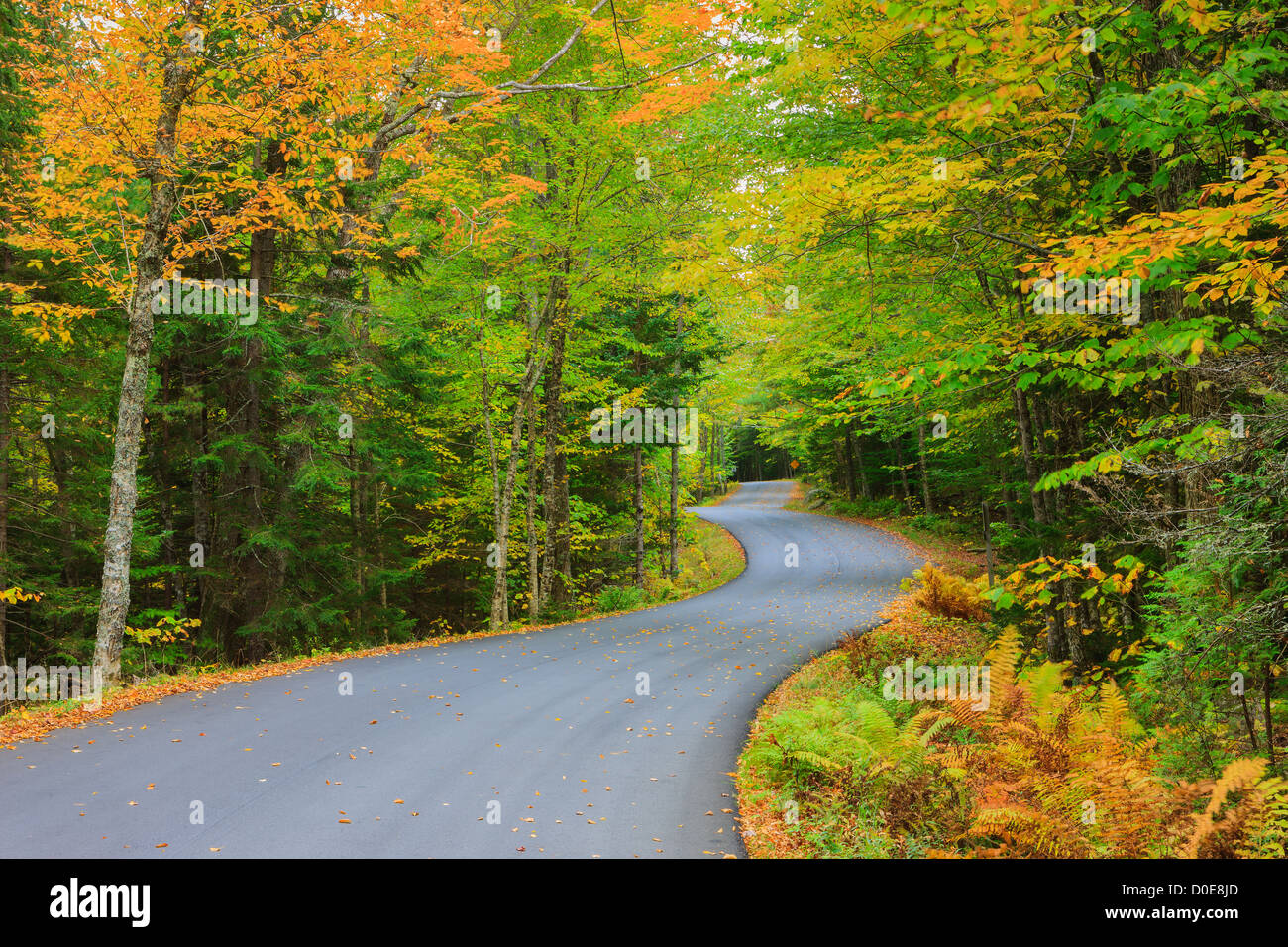 La lunga e tortuosa strada con i colori autunnali a Acadia N.P, Maine. Foto Stock