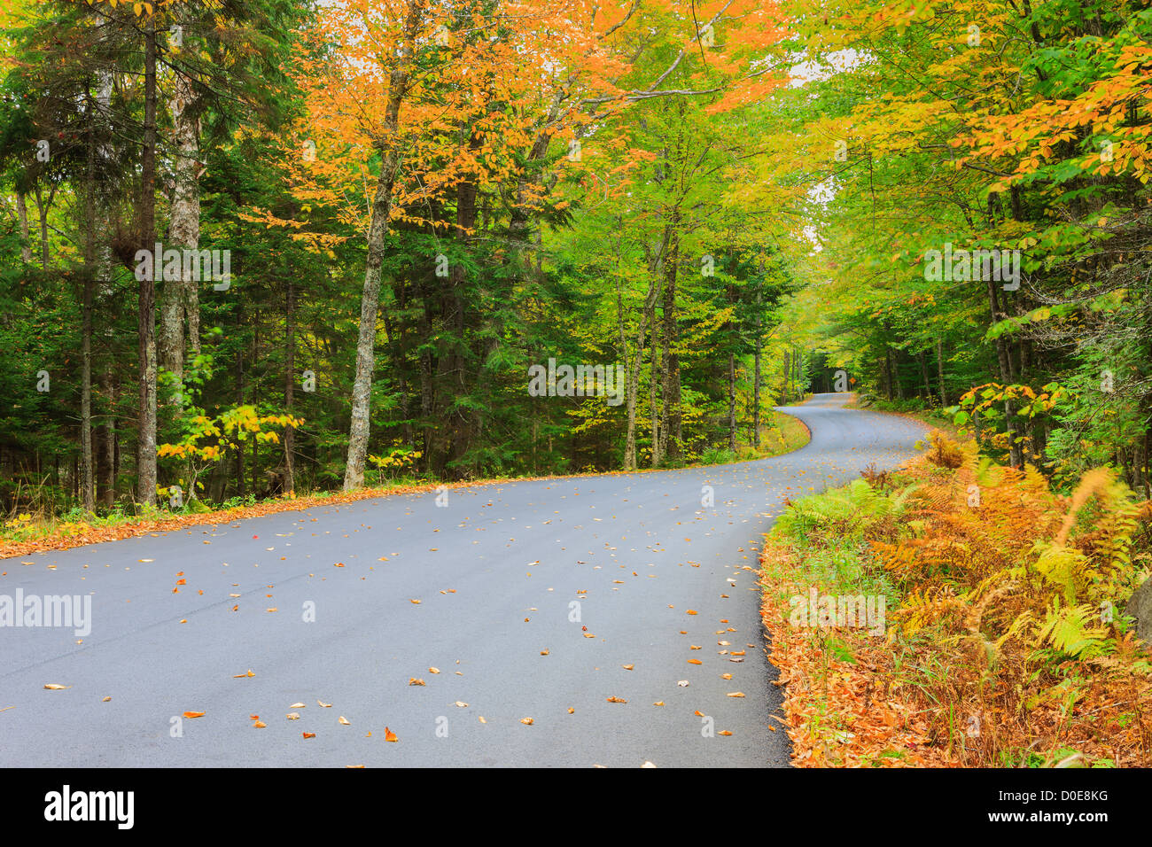 La lunga e tortuosa strada con i colori autunnali a Acadia N.P, Maine. Foto Stock