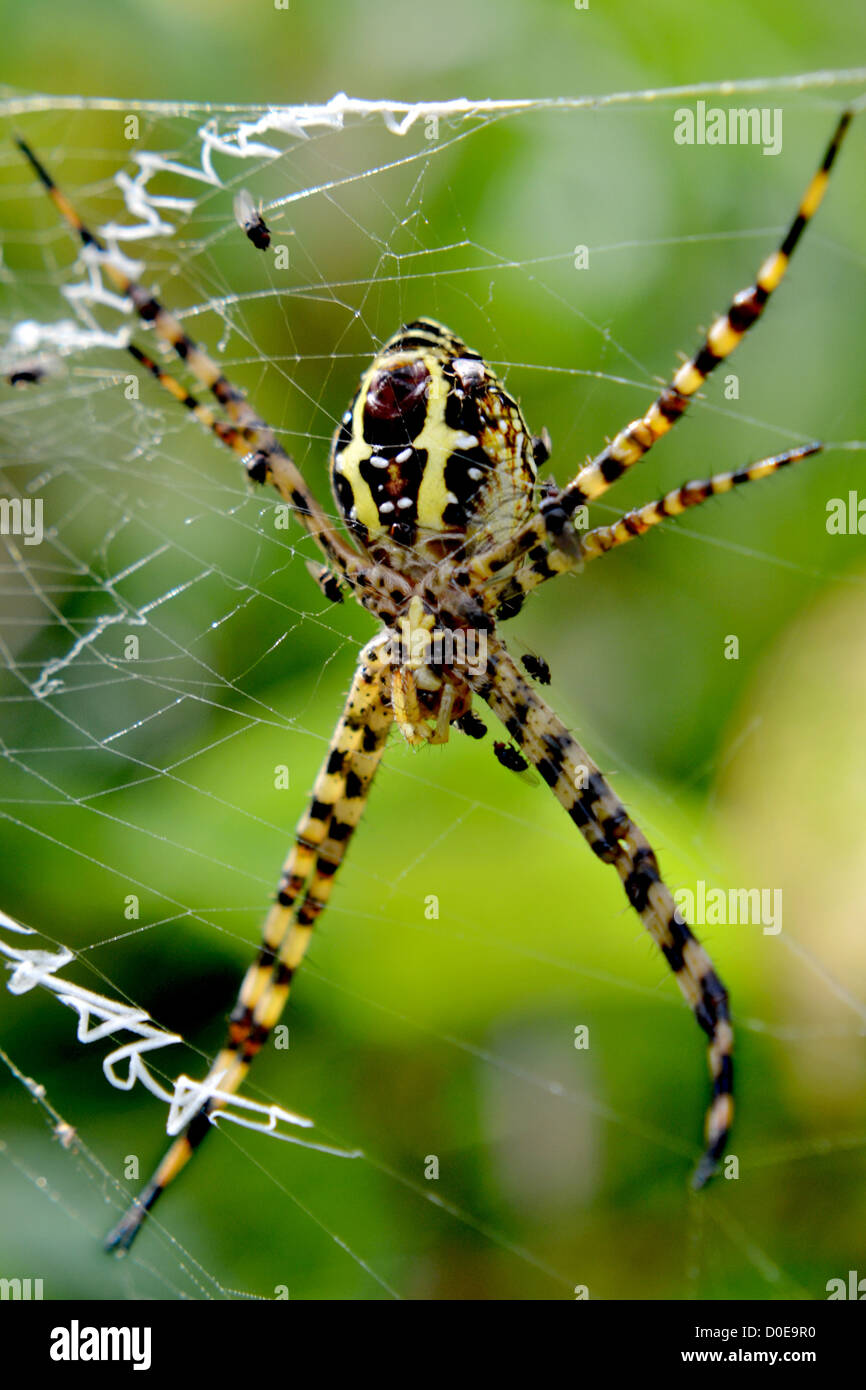 Un pauroso spider su una ragnatela. Foto Stock