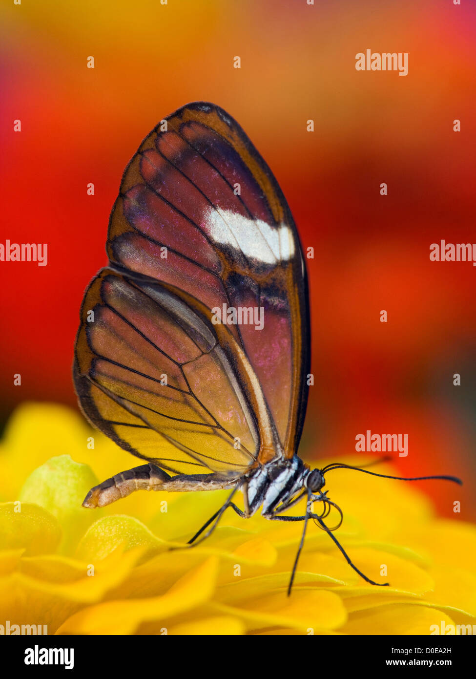 Glasswing Butterfly su giallo Zinnia Foto Stock